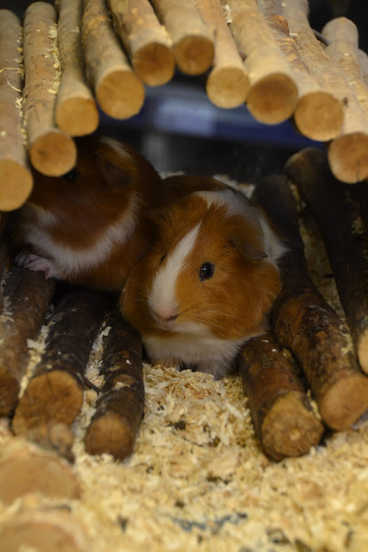 Meerschweinchen von Pet’s Royal