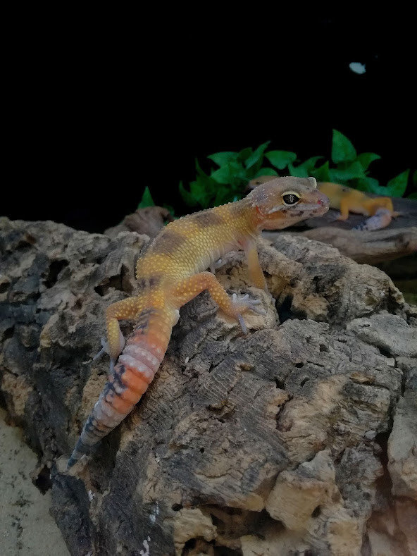 Geckos von Pet’s Royal