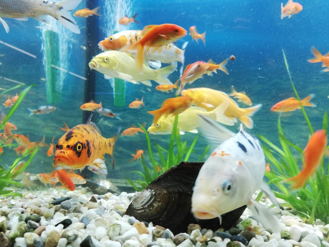 Fische von Pet’s Royal